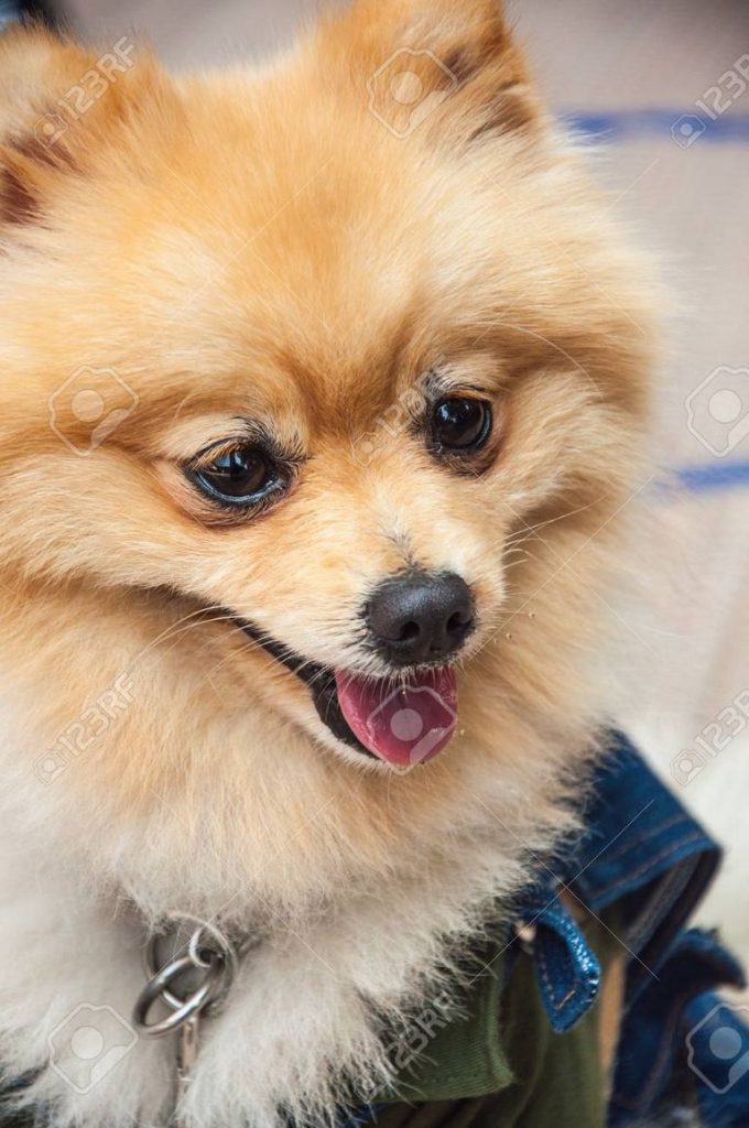 Pomeranian Breeders Chicago