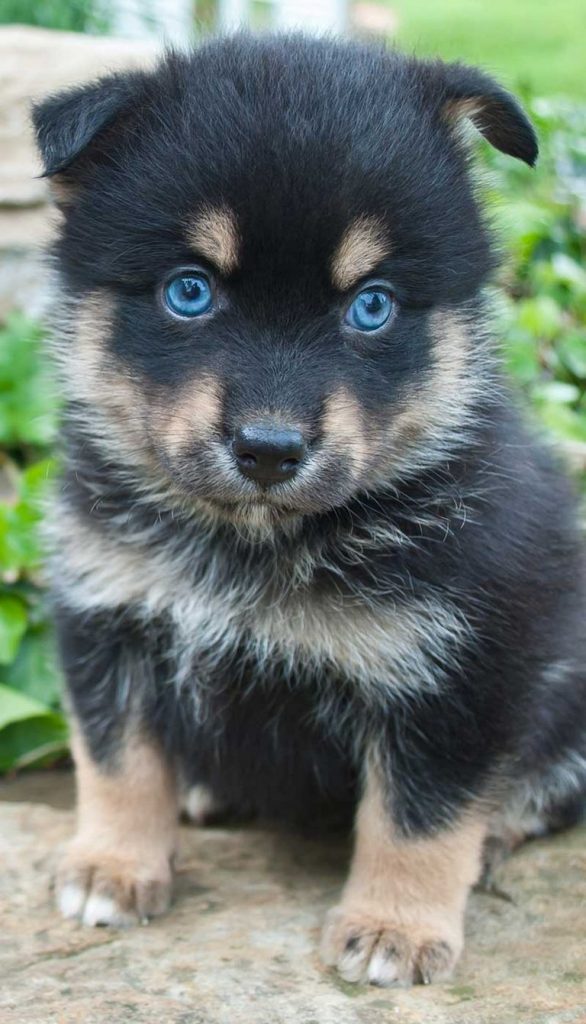 Pomsky Puppy Finder