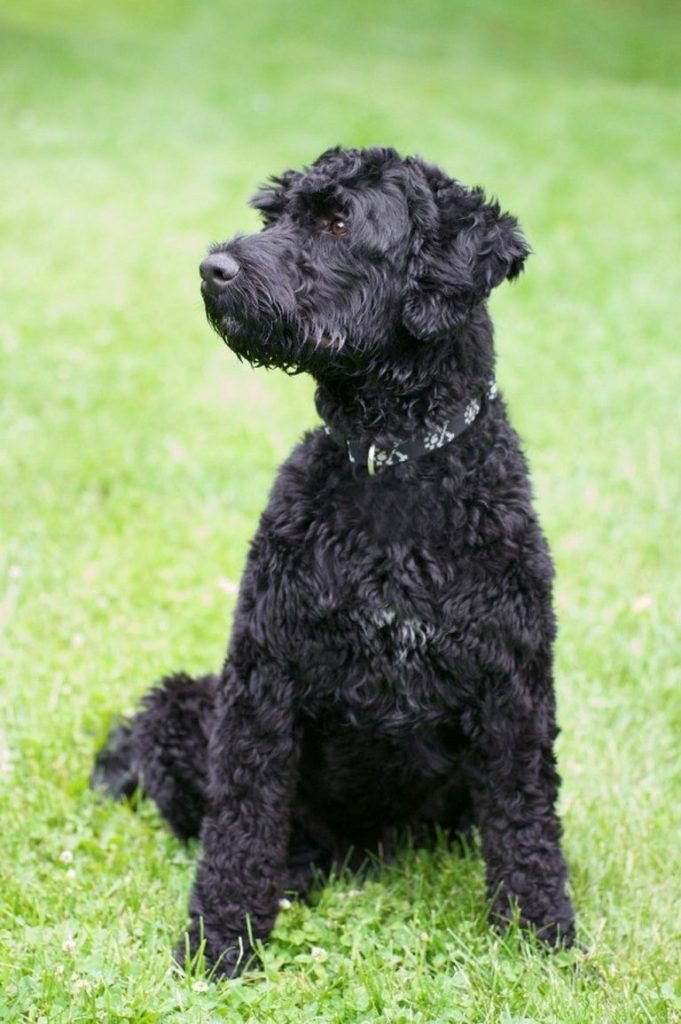 Portuguese Water Dog Sacramento