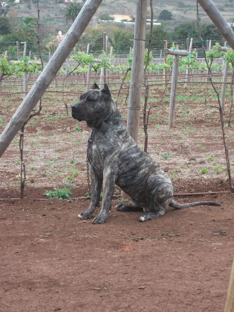 Presa Canario Breeders In Va