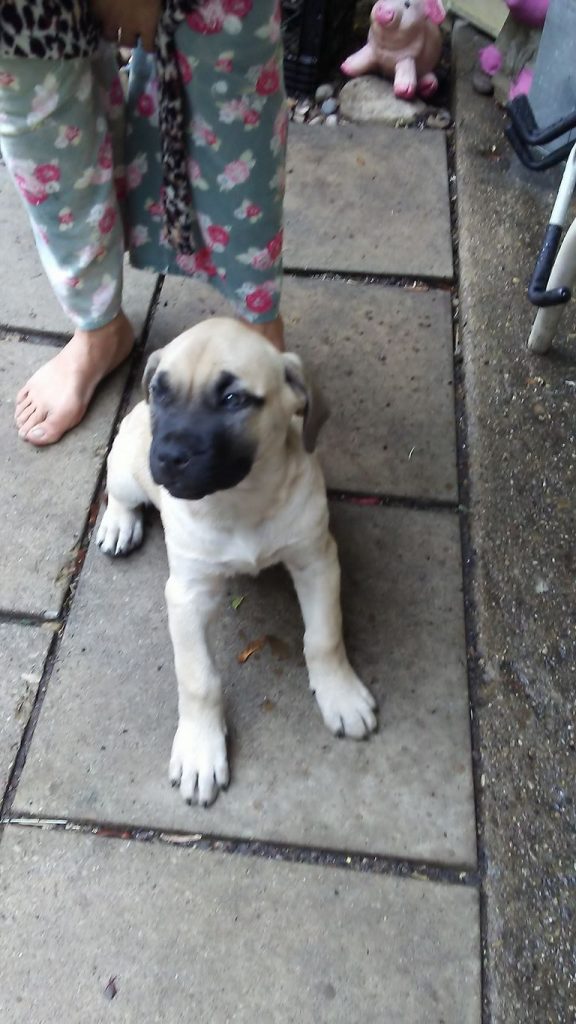 Presa Canario Puppies For Sale In Arkansas