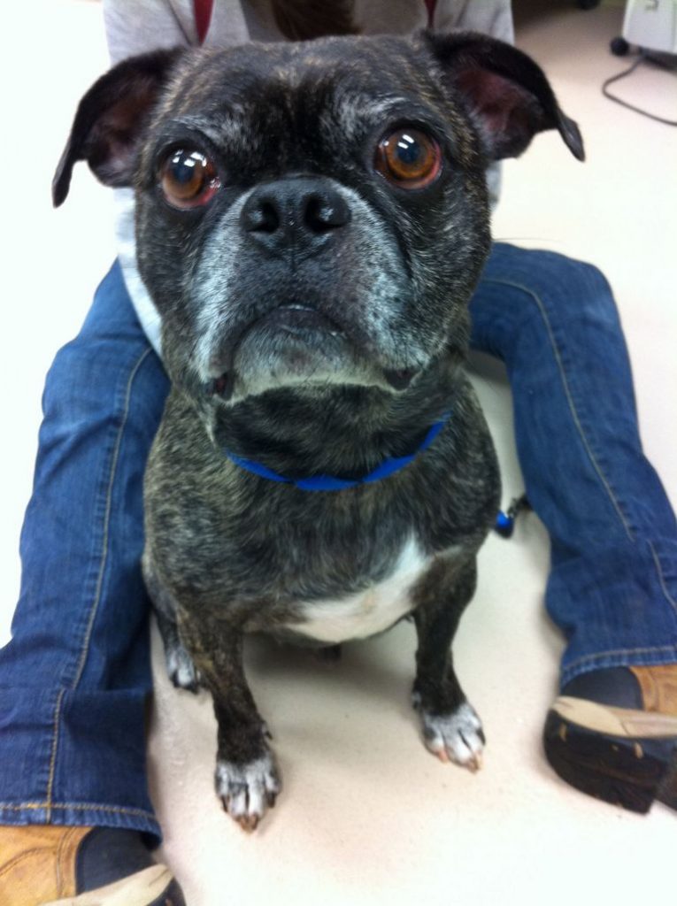 Pug Rescue Ct