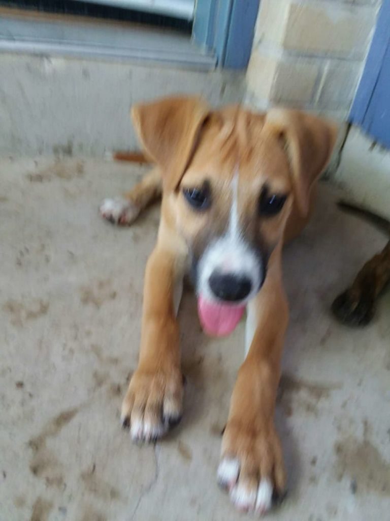 Puppies For Sale In San Antonio Tx