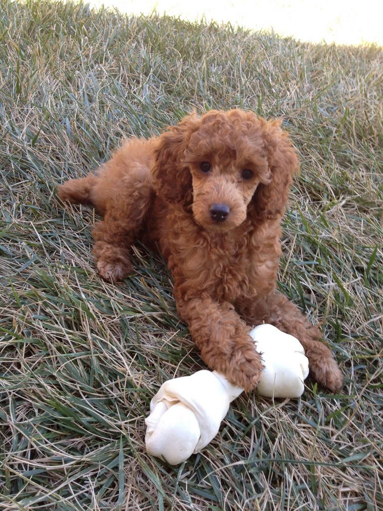 Red Miniature Poodle Puppies For Sale