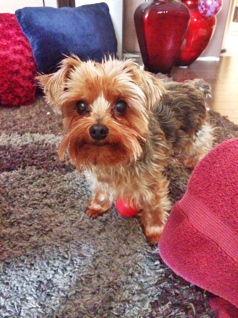 Red Yorkie