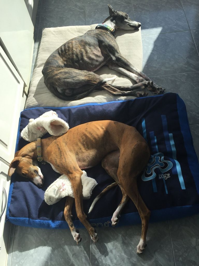 Retired Racing Whippet Adoption