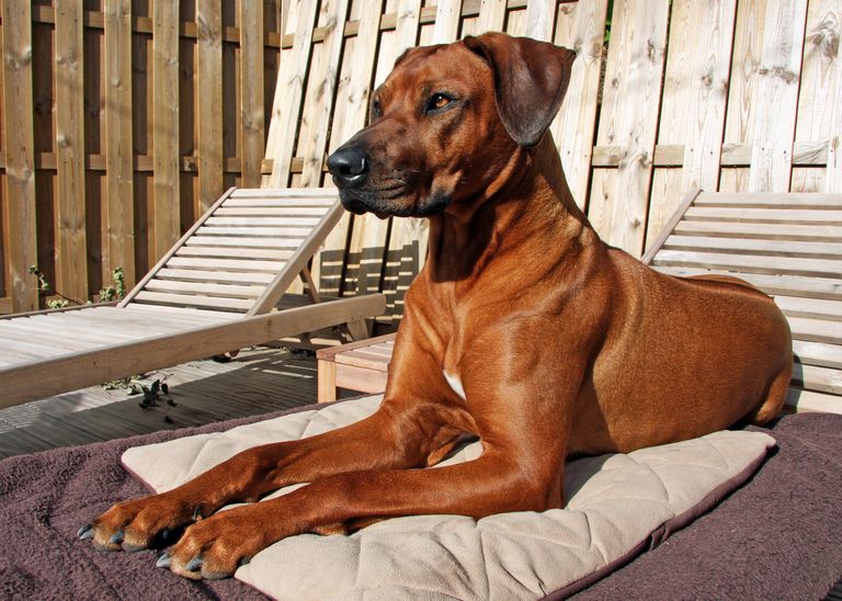 Rhodesian Ridgeback Breeders Midwest