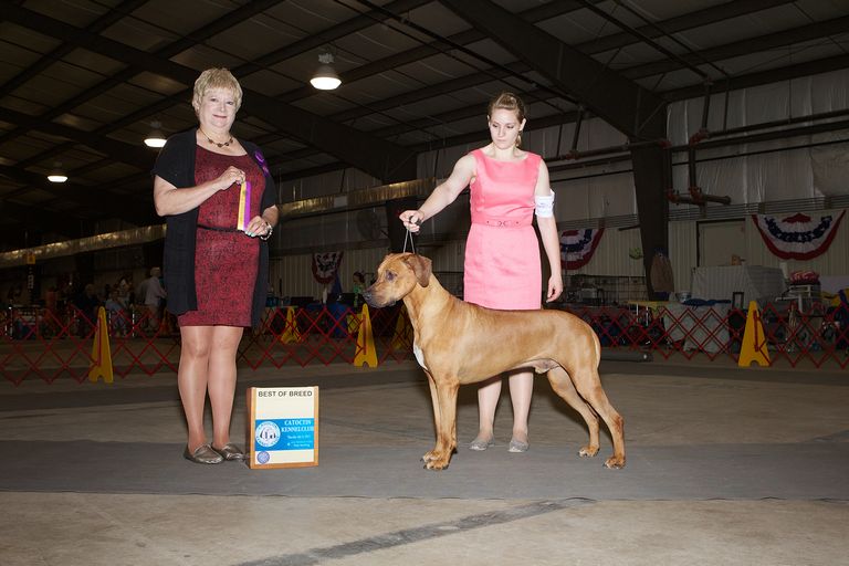 Rhodesian Ridgeback Breeders Nc