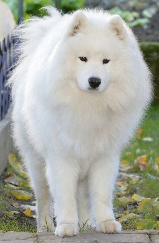 Samoyed Rescue Illinois