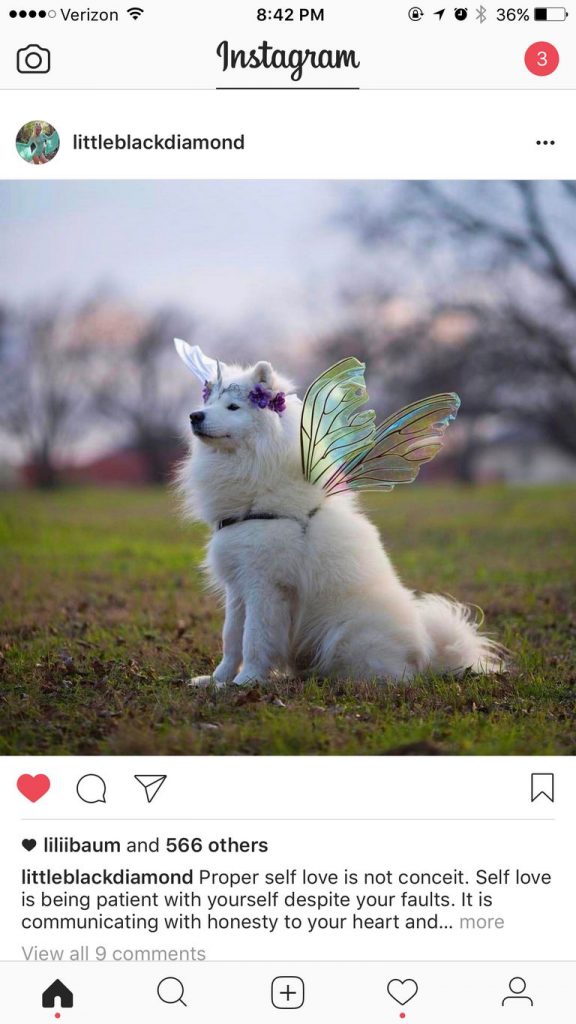 Samoyed Rescue Washington