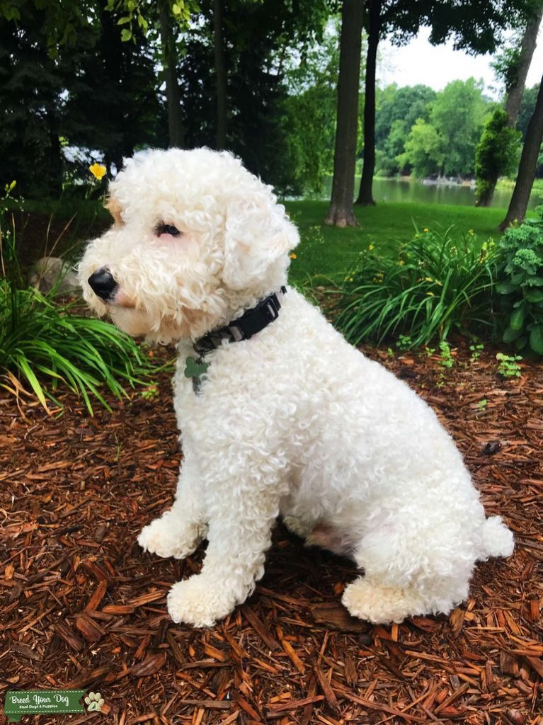 Sheepadoodle For Sale Colorado