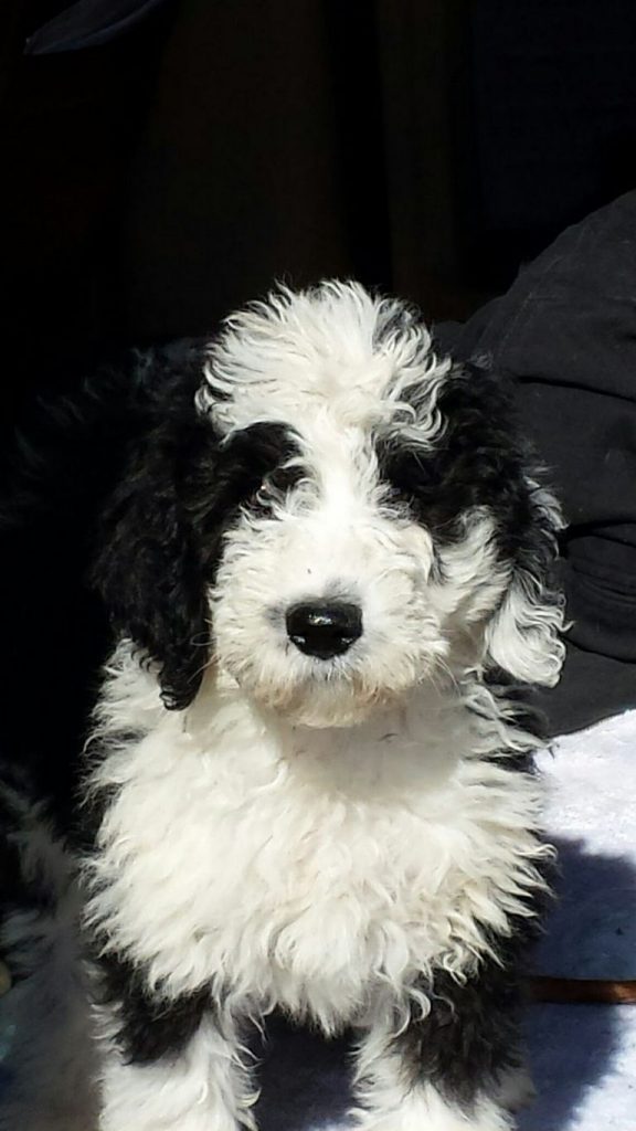 Sheepadoodle For Sale Near Texas