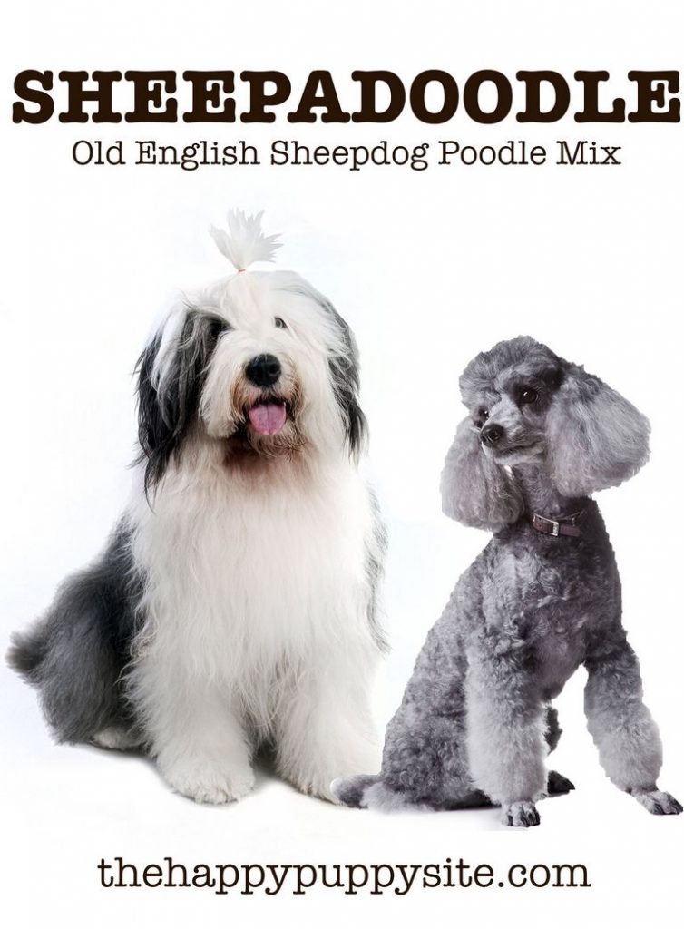 Sheepadoodle Oklahoma