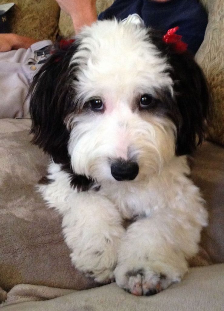 Sheepadoodle Rescue Nj