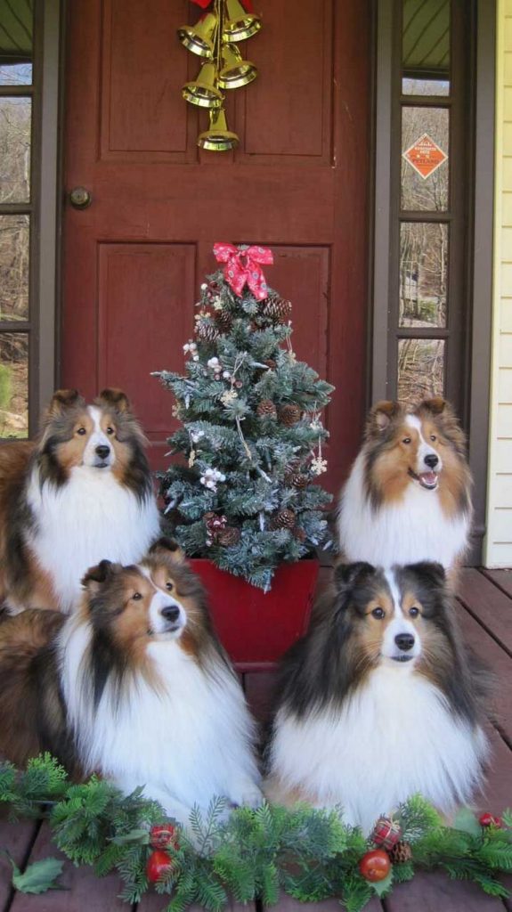 Sheltie Breeders Craig Colorado