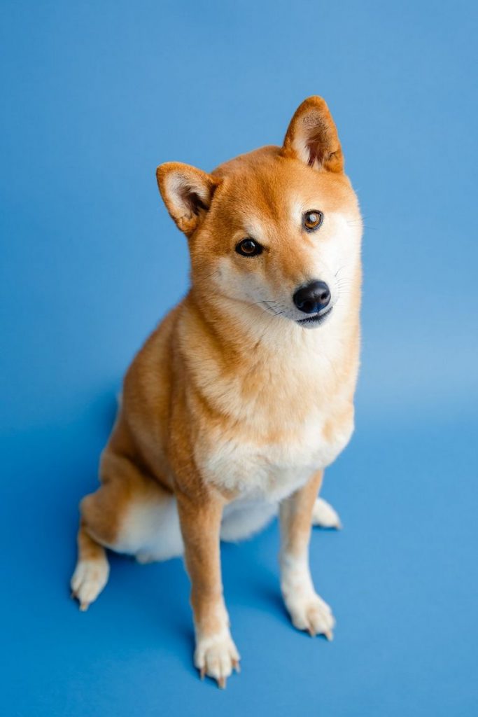 Shiba Inu Breeders Colorado