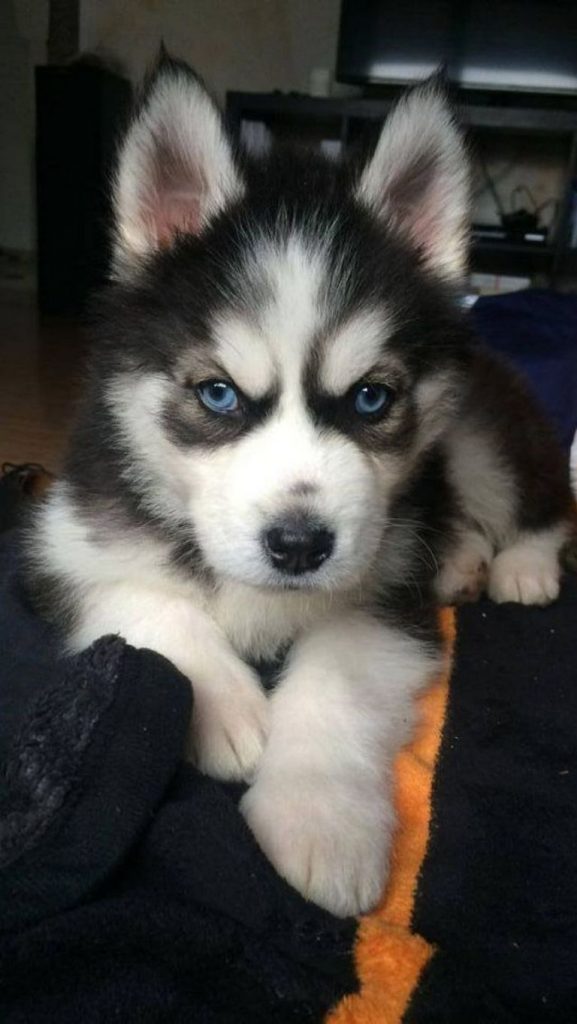 Siberian Husky Colors Agouti