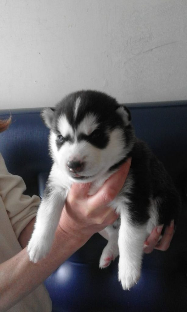 Siberian Husky Puppies Sale