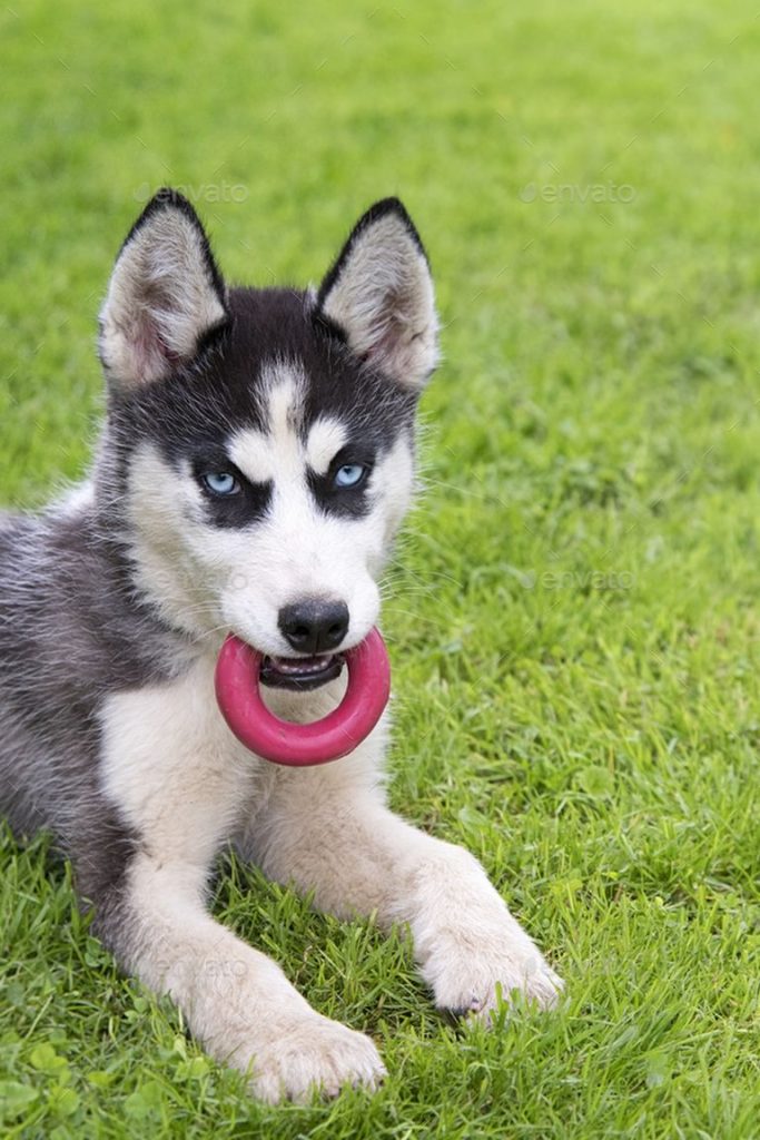 Siberian Husky Puppy