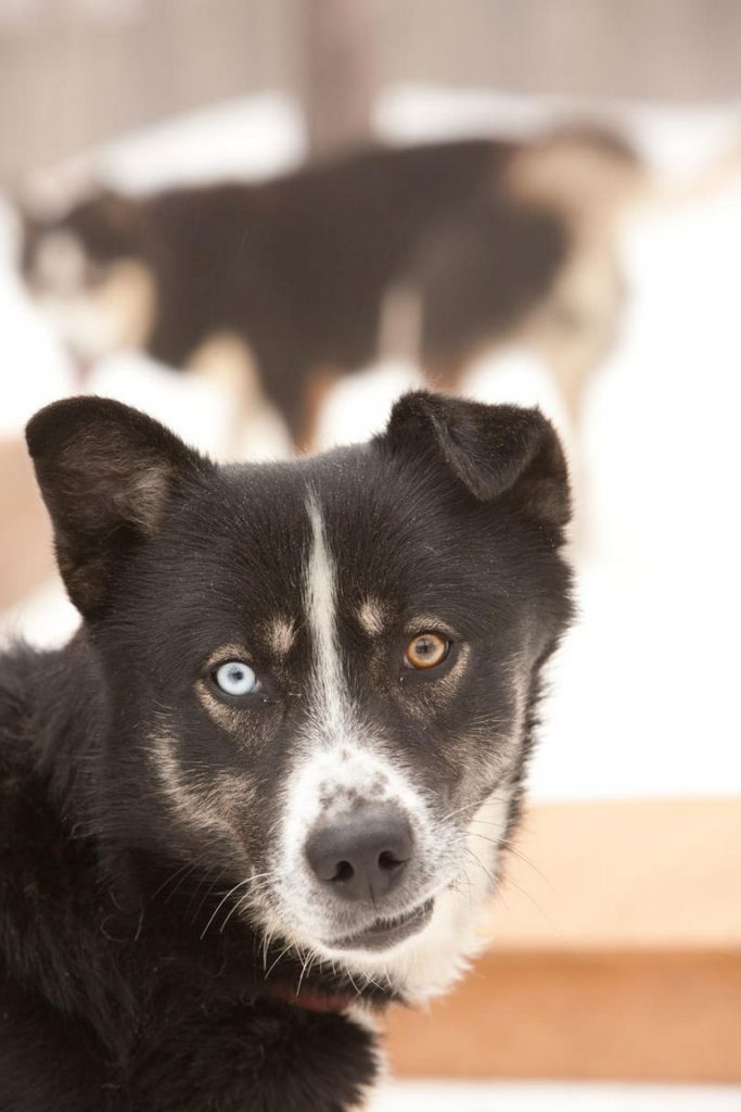 Southern Black Dog Names