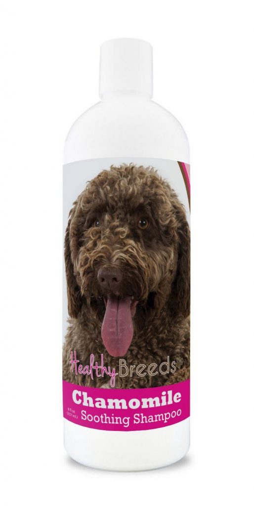 Spanish Water Dog Price