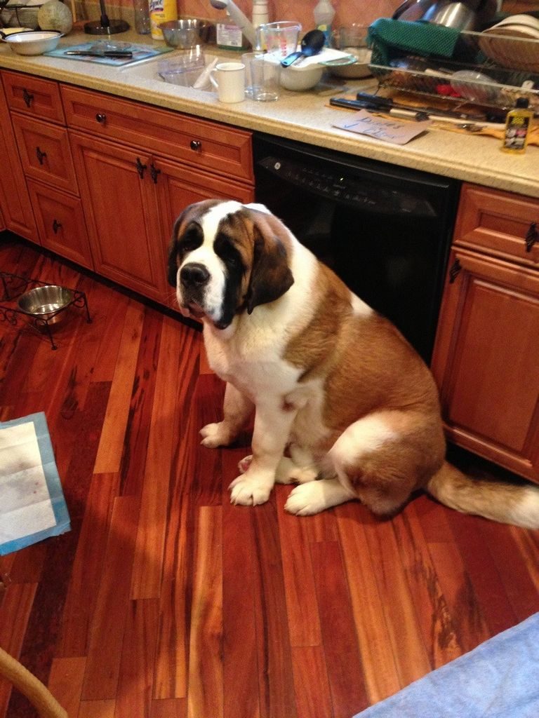 St Bernard Growth Spurts