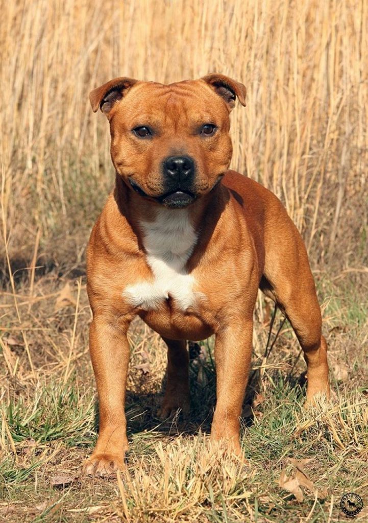 Staffordshire Bull Terrier Breeders Virginia