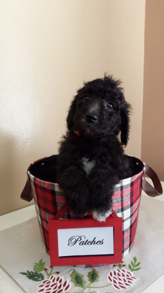 Standard Poodle Puppies Indiana