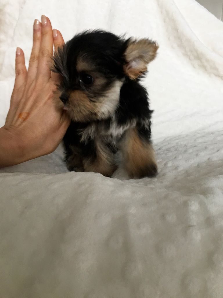 Teacup Pomsky For Sale California