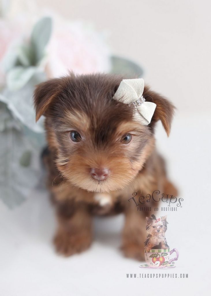 Teacup Yorkie Breeders