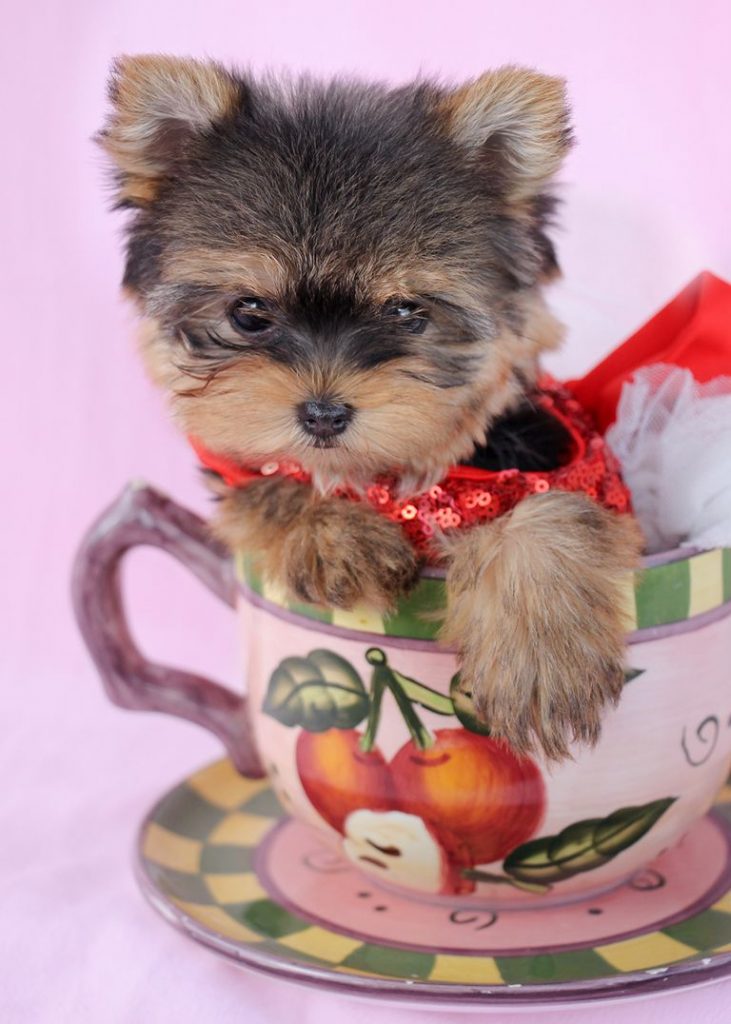 Teacup Yorkie For Sale