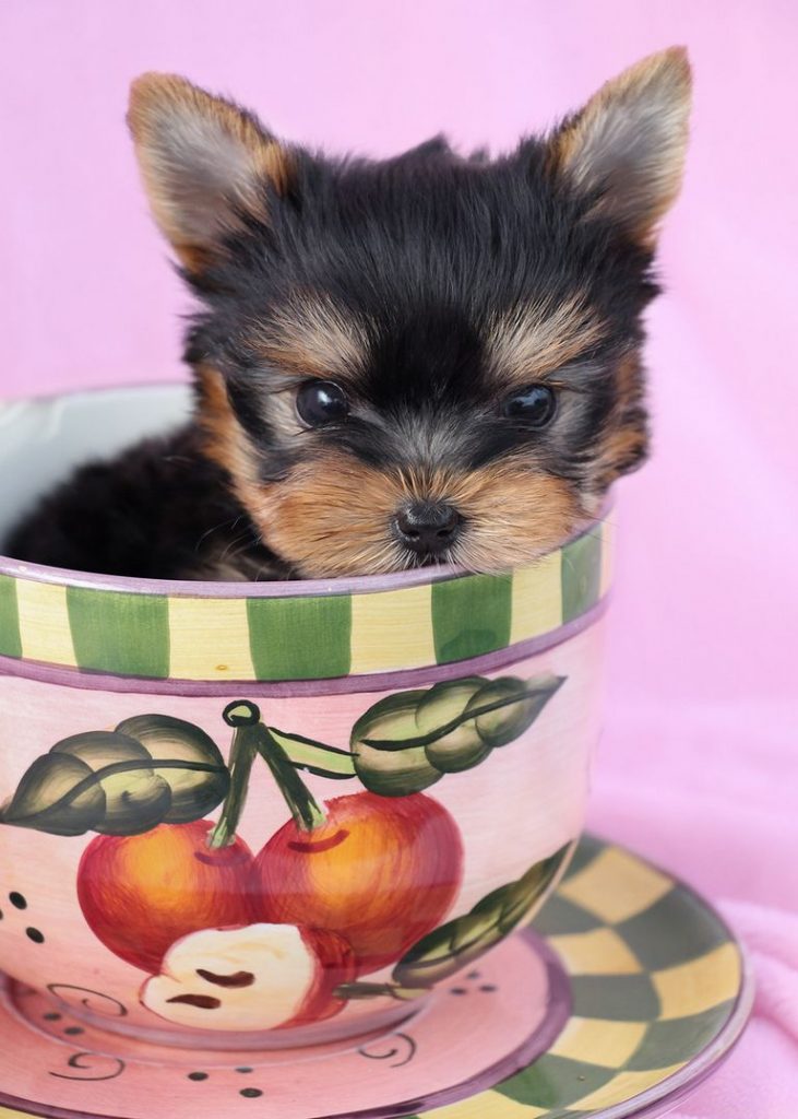 Teacup Yorkie Puppies For Sale