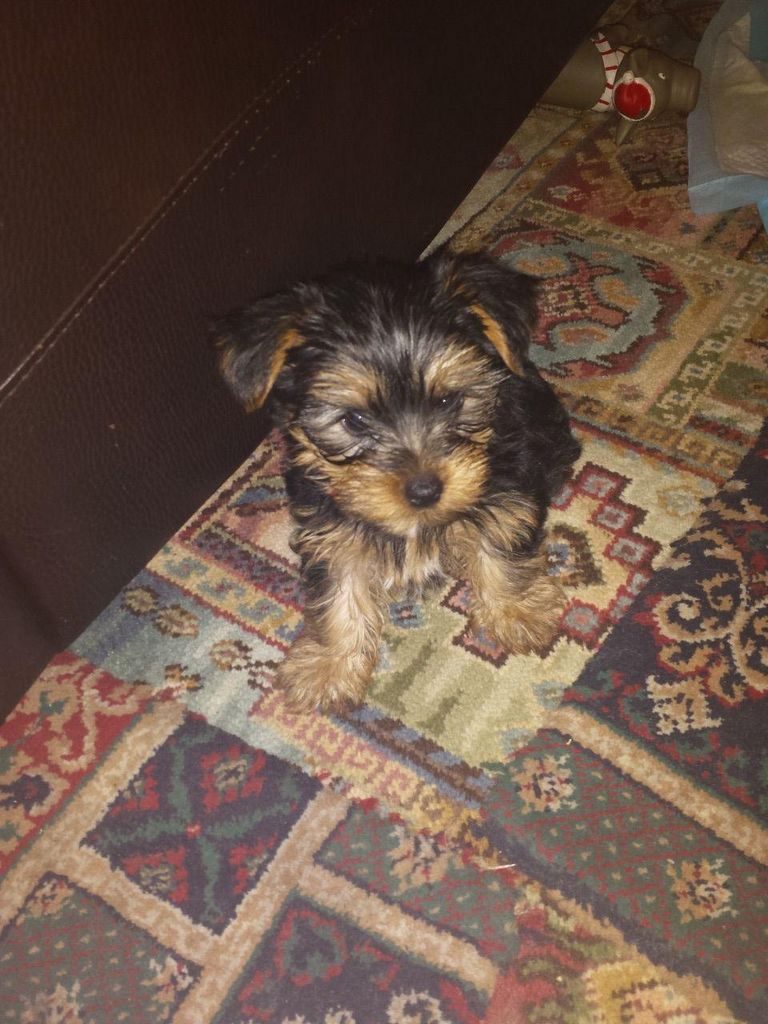 Teacup Yorkies For Sale Under 500