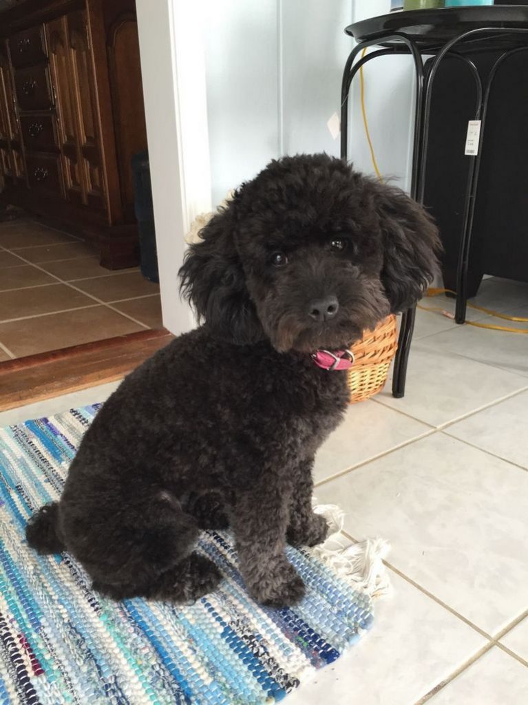 Teddy Bear Puppies For Sale In Kansas