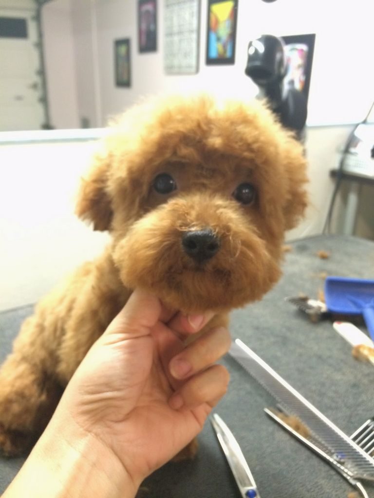 Teddy Bear Puppies For Sale In Pa