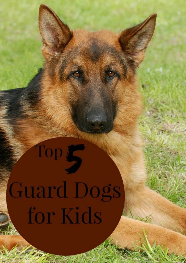 Top 10 German Shepherd Names