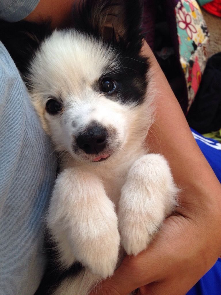 Toy Schnauzer Puppies For Sale In Georgia