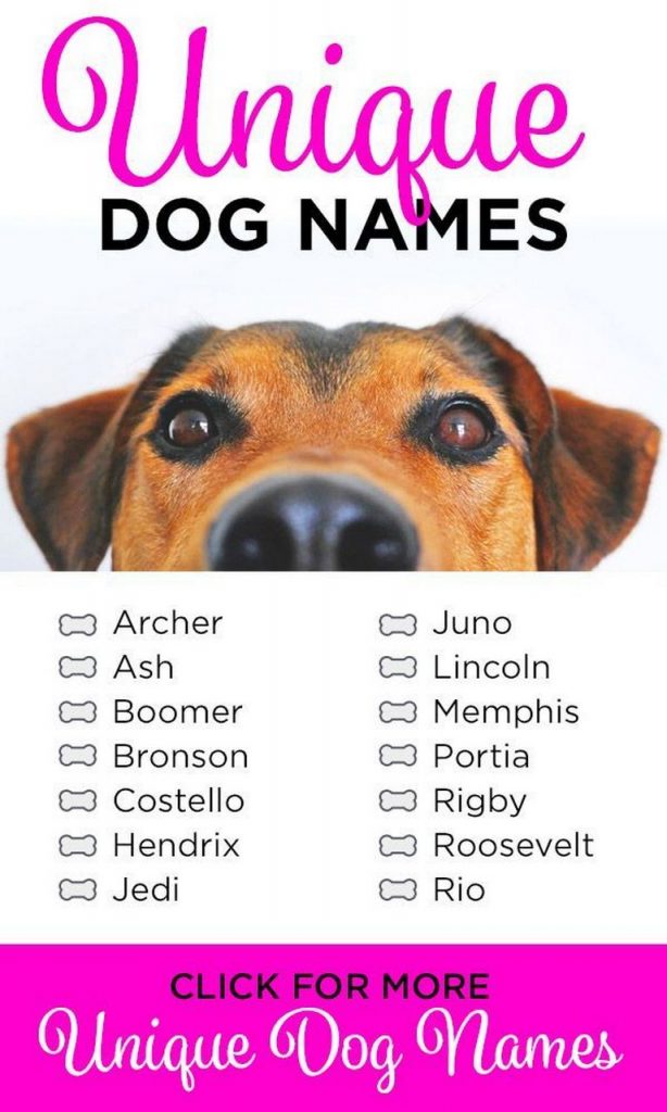 What Is A Unique Name For A Dog Ouestny