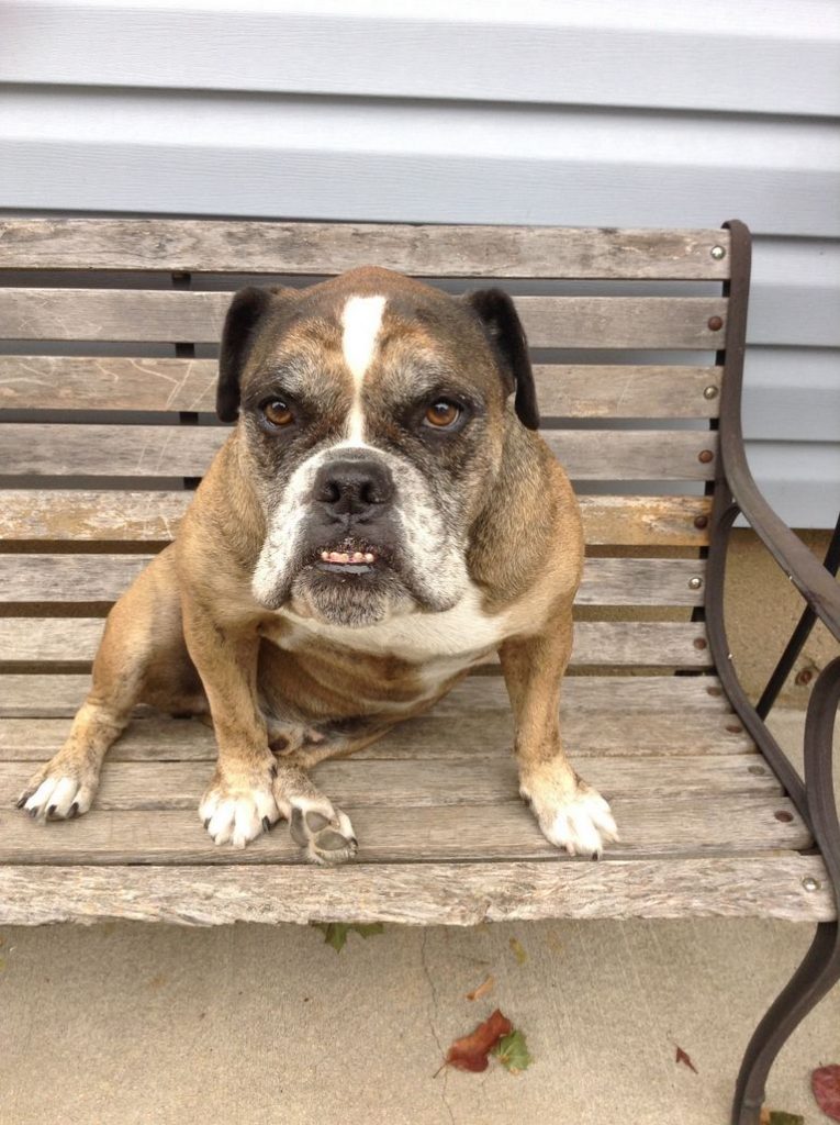 Victorian Bulldog Puppies For Sale In Missouri