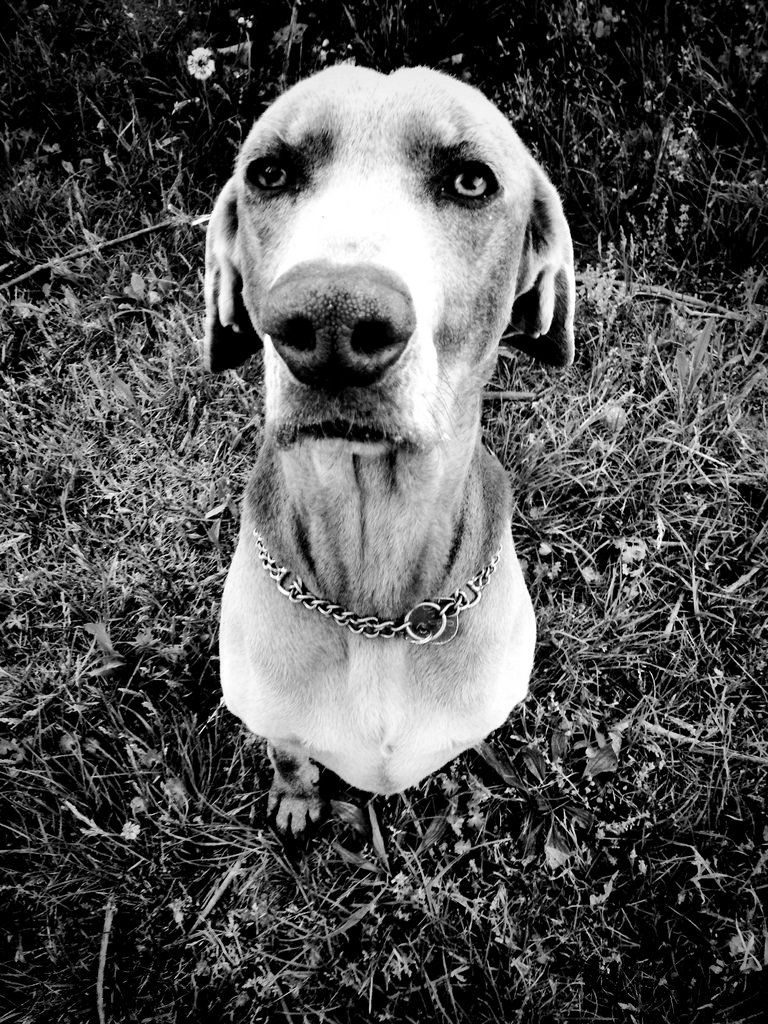 Weimaraner Puppies For Sale In Charlotte Nc