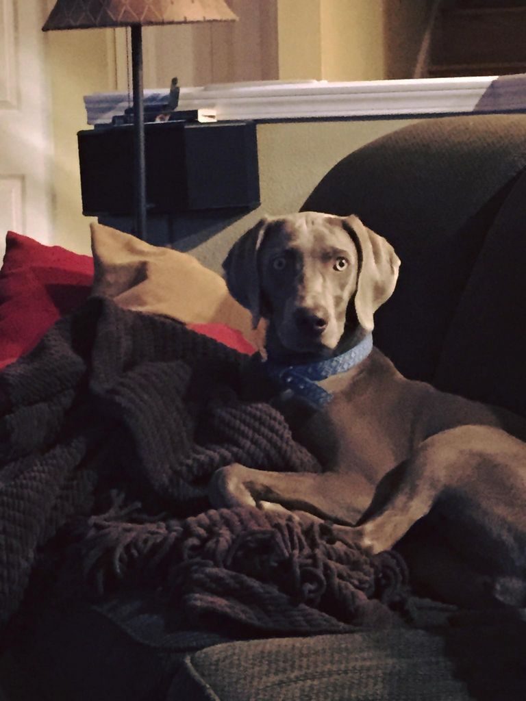 Weimaraner Puppies For Sale In Md