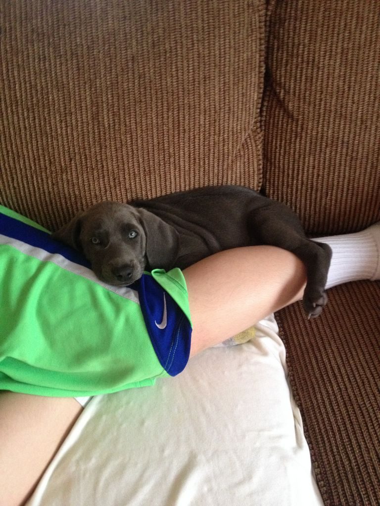 Weimaraner Puppies For Sale Iowa