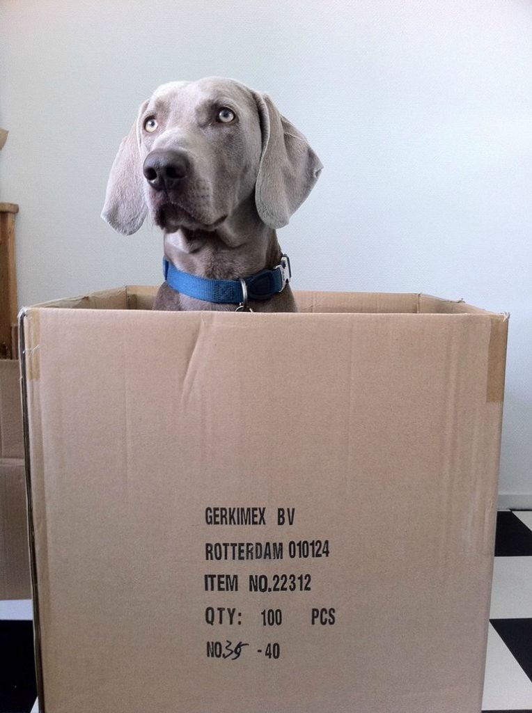 Weimaraner Vizsla Mix Breeders