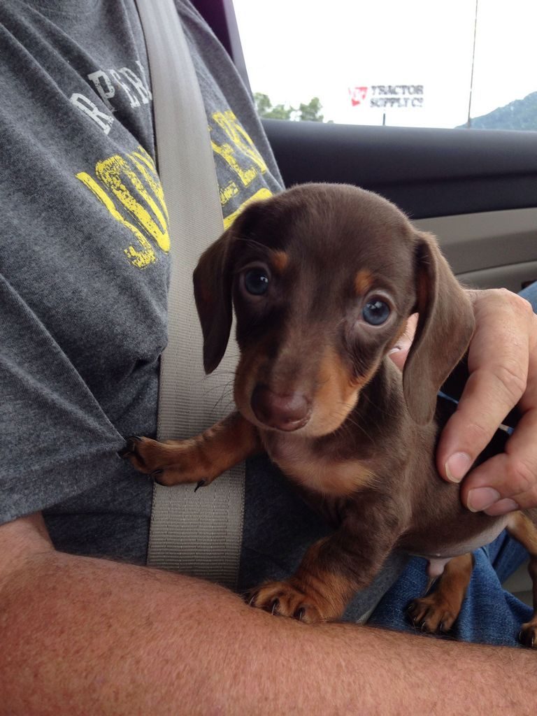 Weiner Dog Meme Face