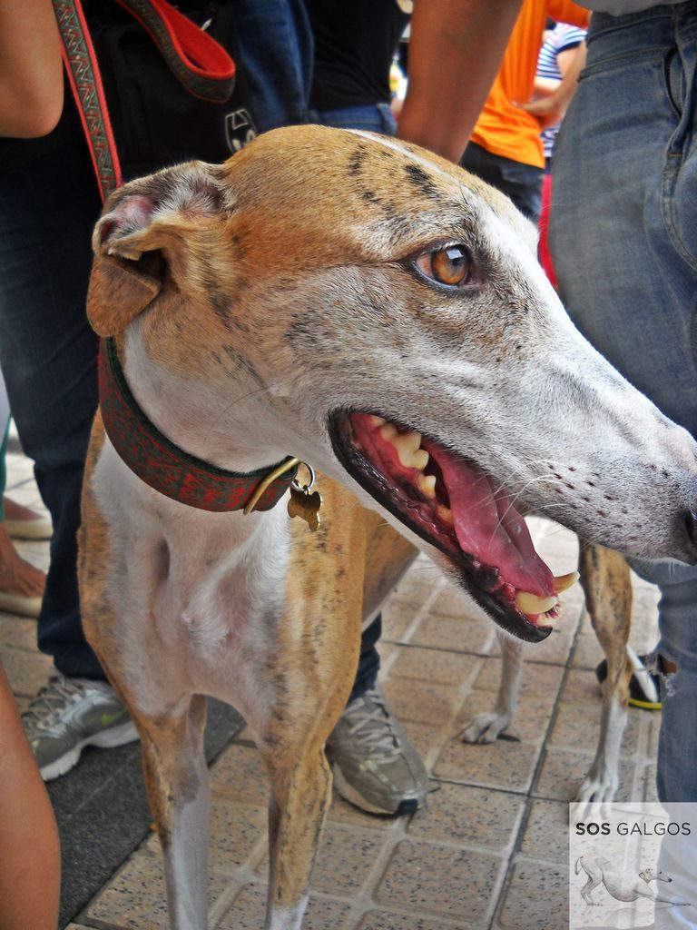 Whippet Rescue Az