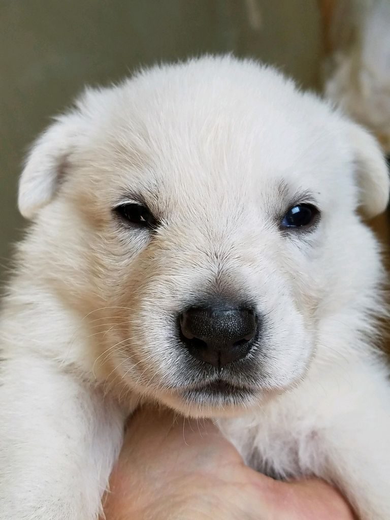 White German Shepherd Hawaii