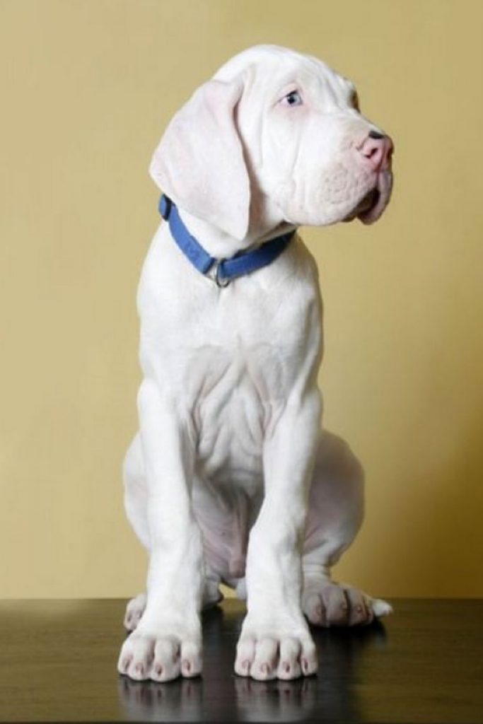 White Great Dane