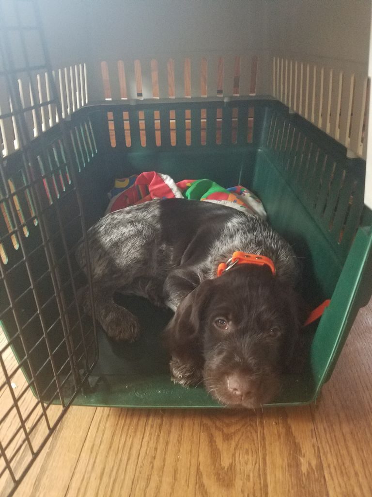 Wirehaired Pointing Griffon Puppies For Sale Wisconsin