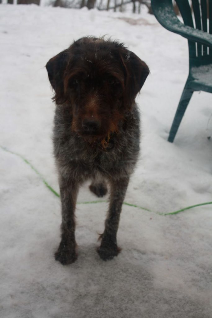 Wirehaired Vizsla Colorado