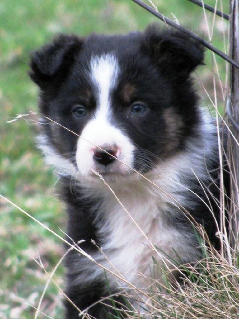 Working Border Collie Breeders Indiana